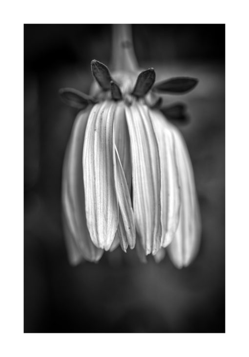 blomma svartvit poster