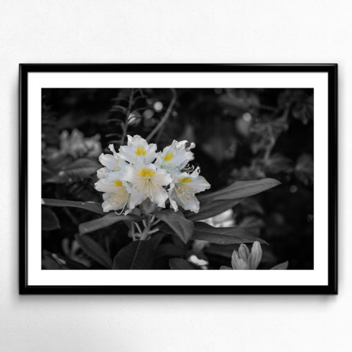 Rhododendron poster