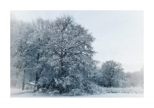beijers park kirseberg vinter snö poster