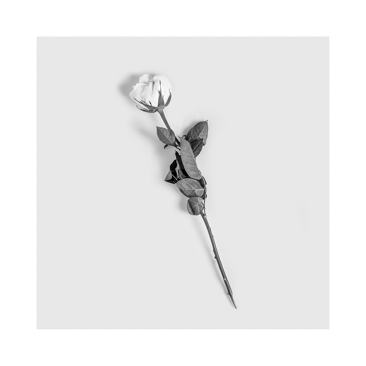 rosen svart vit poster